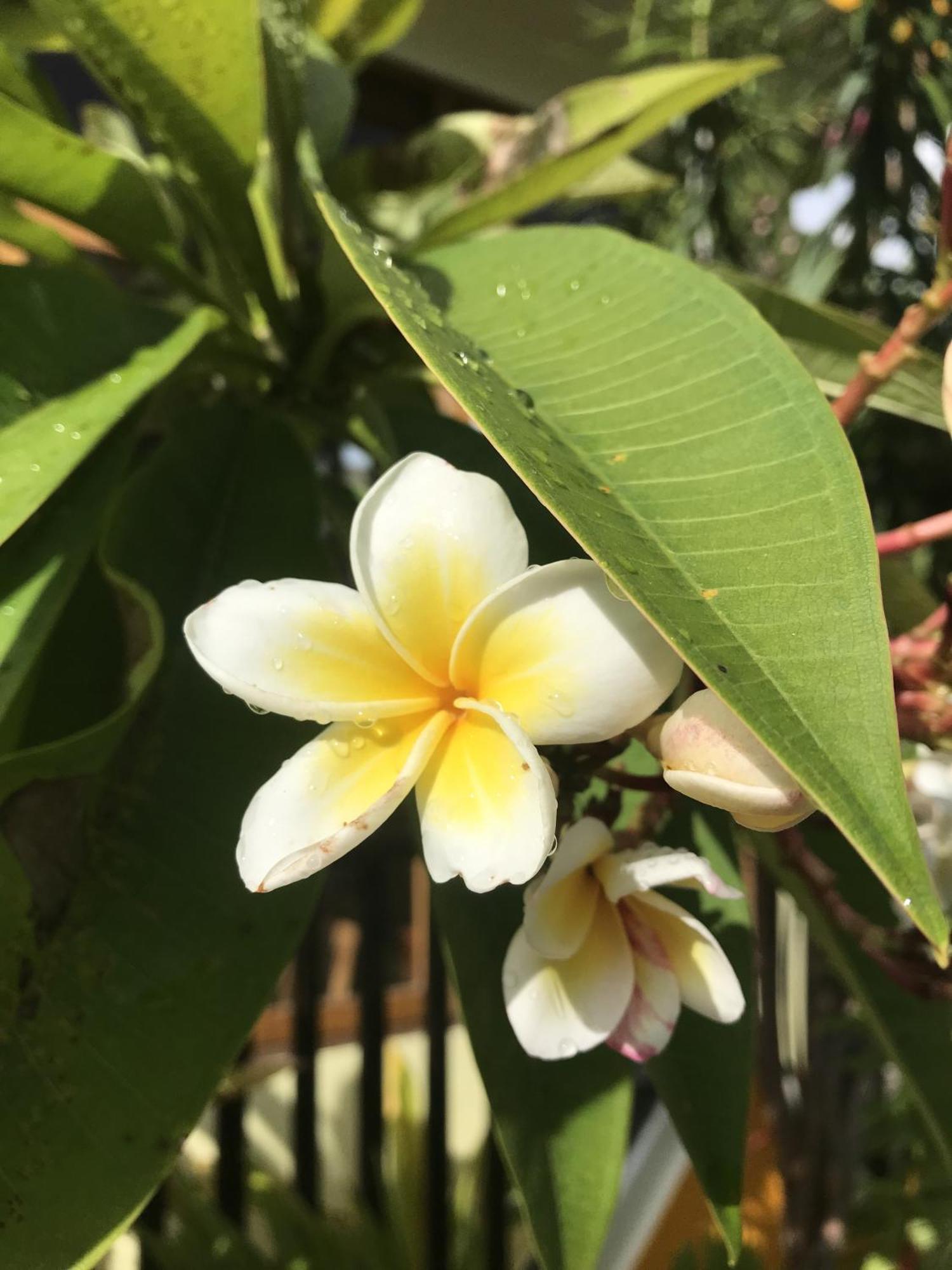 Kamadhoo Inn Екстер'єр фото